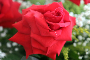 rosas e  orquidias.