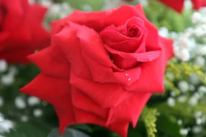 rosas e  orquidias.