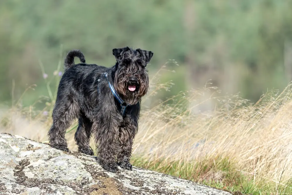 schnauzer-miniatura-bonito-preto-em-um-parque_181624-18895