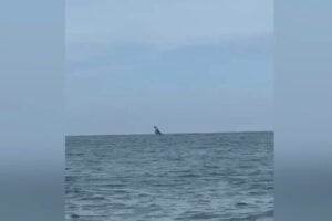 videoframe_32697