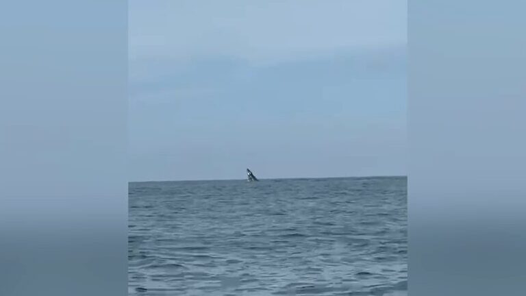 videoframe_32697