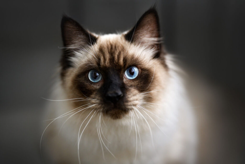 4-caracteristicas-do-gato-da-raca-ragdoll