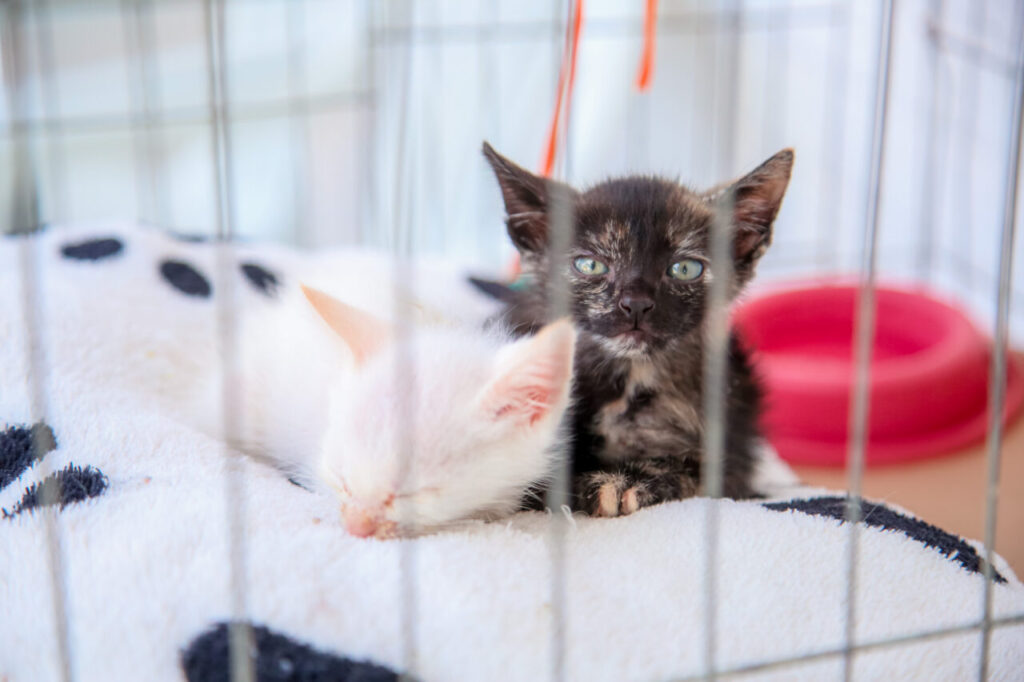 50df4411-dca6-4fb3-a868-55607a992478 (1)