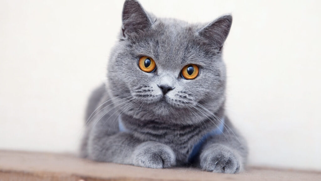 British Shorthair