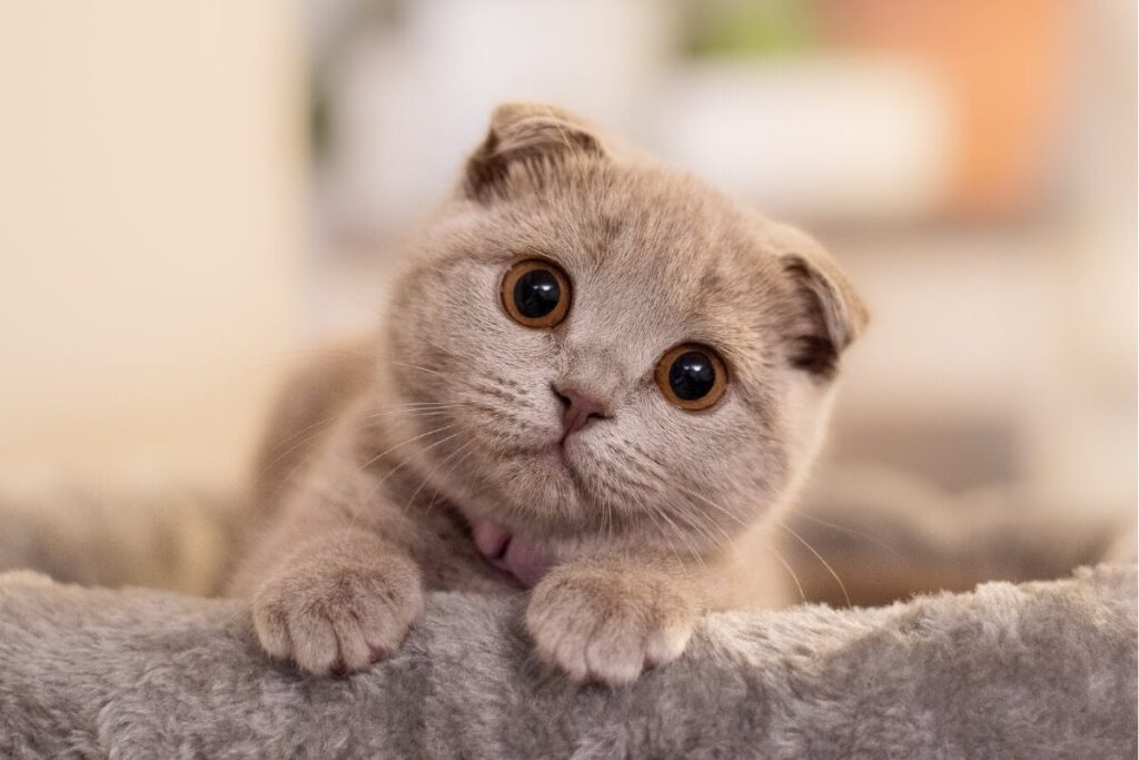 Scottish Fold