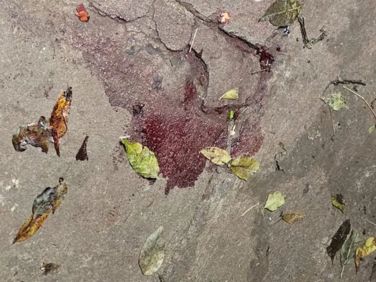 Vídeo árvore cai e atinge caminhonete em movimento no centro de Maringá (12)