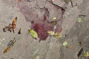 Vídeo árvore cai e atinge caminhonete em movimento no centro de Maringá (12)