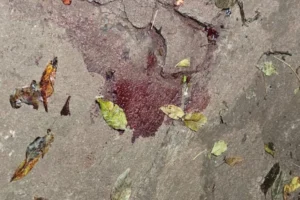 Vídeo árvore cai e atinge caminhonete em movimento no centro de Maringá (12)