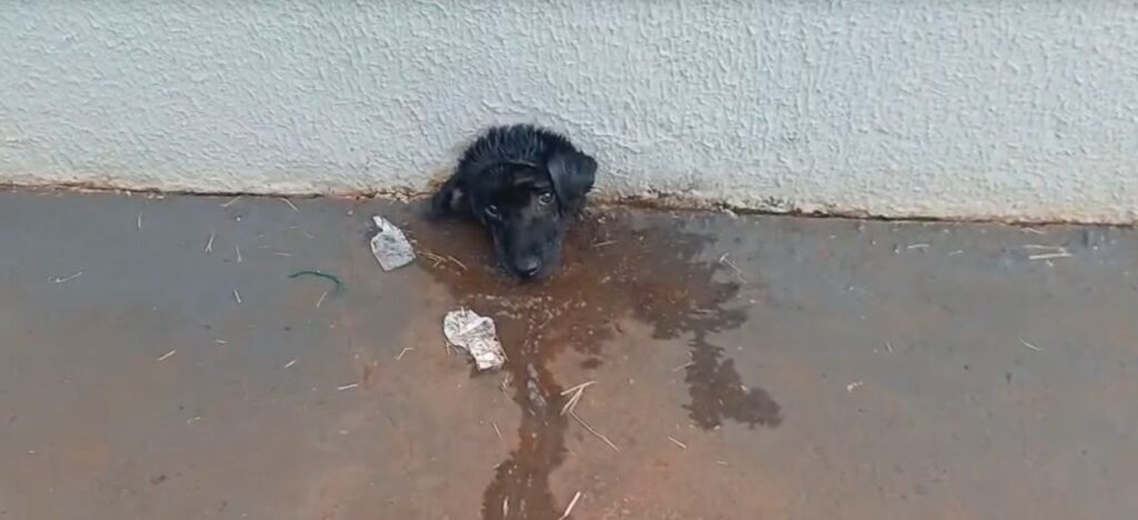 WhatsApp Image 2025-06-02 at 15.39.31