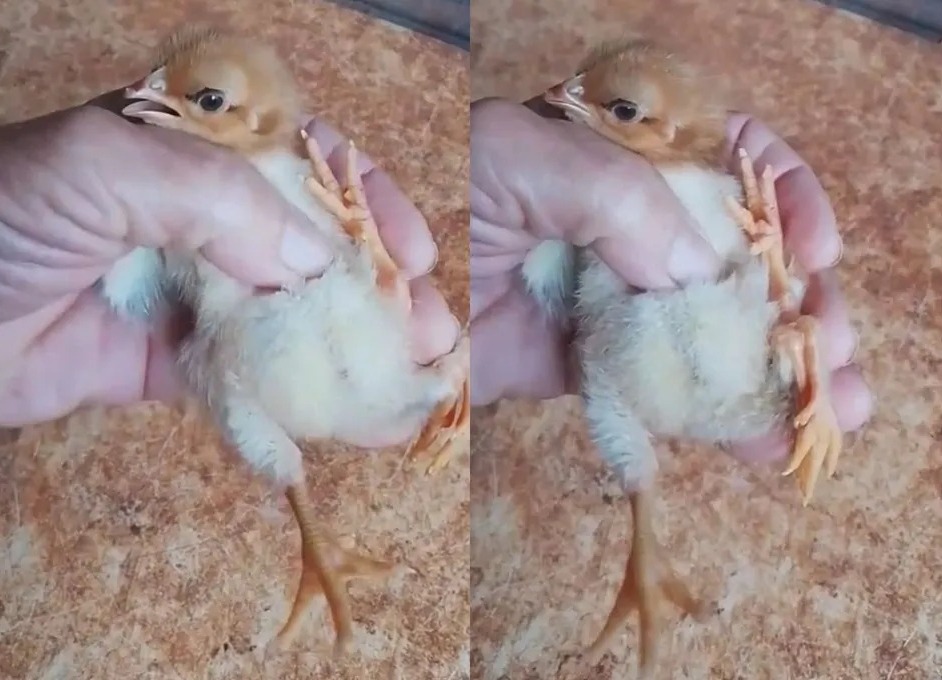 WhatsApp Image 2025-06-03 at 16.59.51