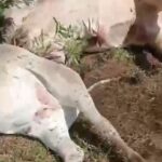 WhatsApp Image 2025-06-04 at 18.54.57