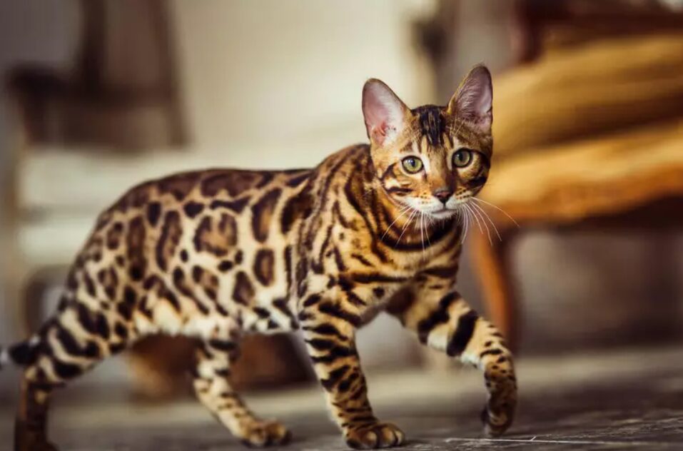 bengal