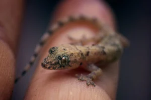 Macro closeup shot of a tiny brown gecko sitting on a finger of a human