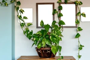 como-cuidar-da-jiboia-verde