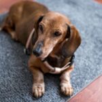 dog-7645225_1280