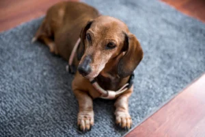 dog-7645225_1280