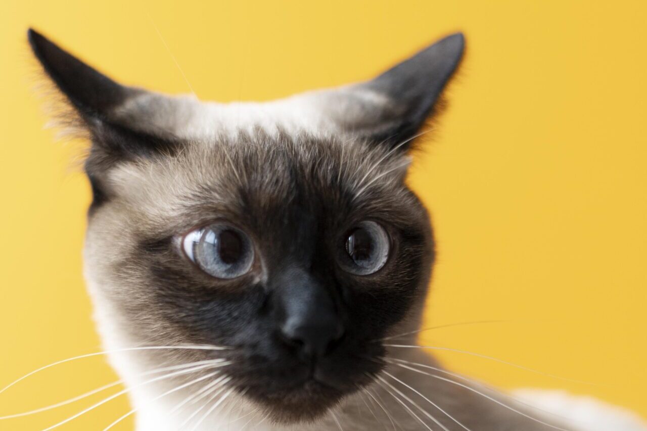 gatinho-adoravel-com-parede-monocromatica-atras-dela