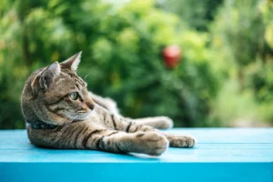 Close-up of a striped cat sleep on a blue cement floor and looki