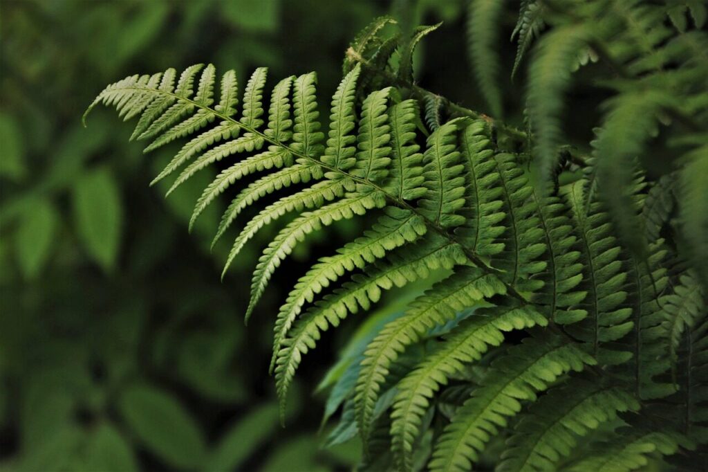 samabaia: uma das plantas que pessoas alérgicas jamais devem ter em casa