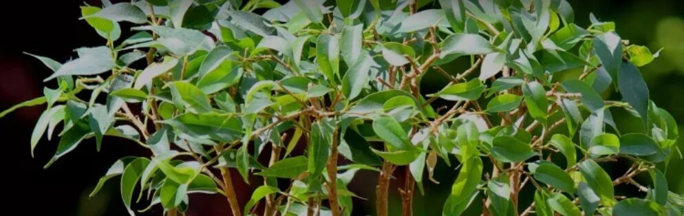 figueira: uma das plantas que pessoas alérgicas jamais devem ter em casa