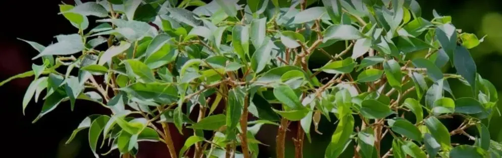 figueira: uma das plantas que pessoas alérgicas jamais devem ter em casa