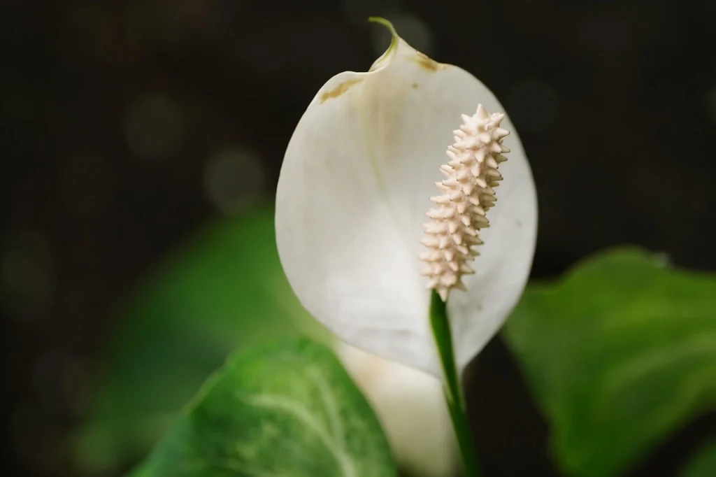 lírio-da-pas: uma das plantas que pessoas alérgicas jamais devem ter em casa
