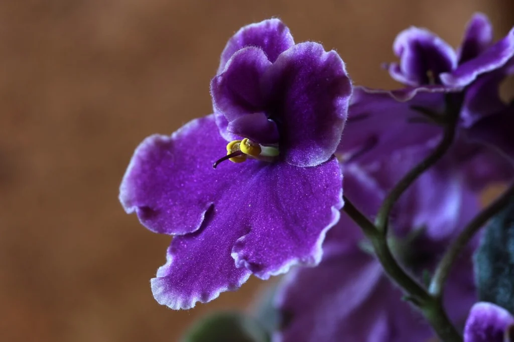 violeta-africana: uma das plantas que pessoas alérgicas jamais devem ter em casa