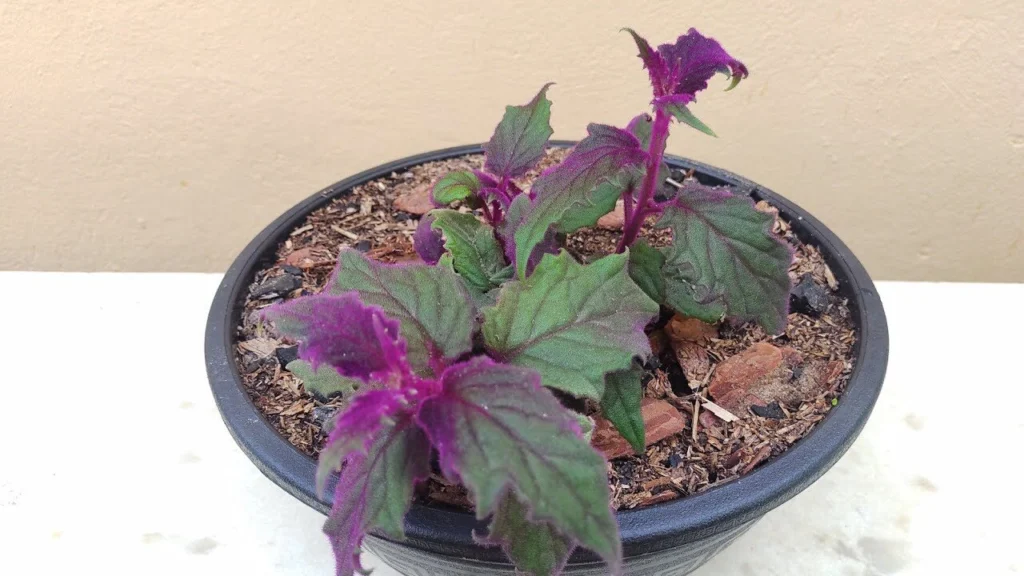 veludo-roxo: uma das plantas que pessoas alérgicas jamais devem ter em casa