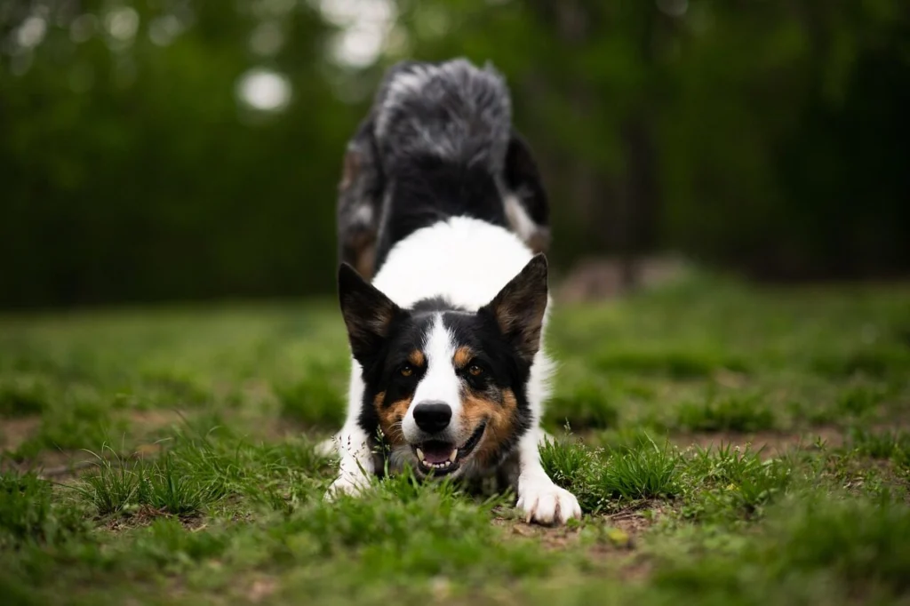 cachorro Border collie