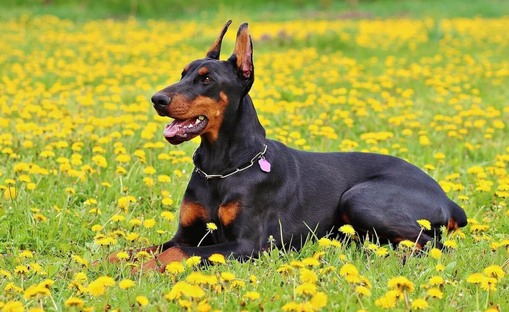 cachorro Dobermann