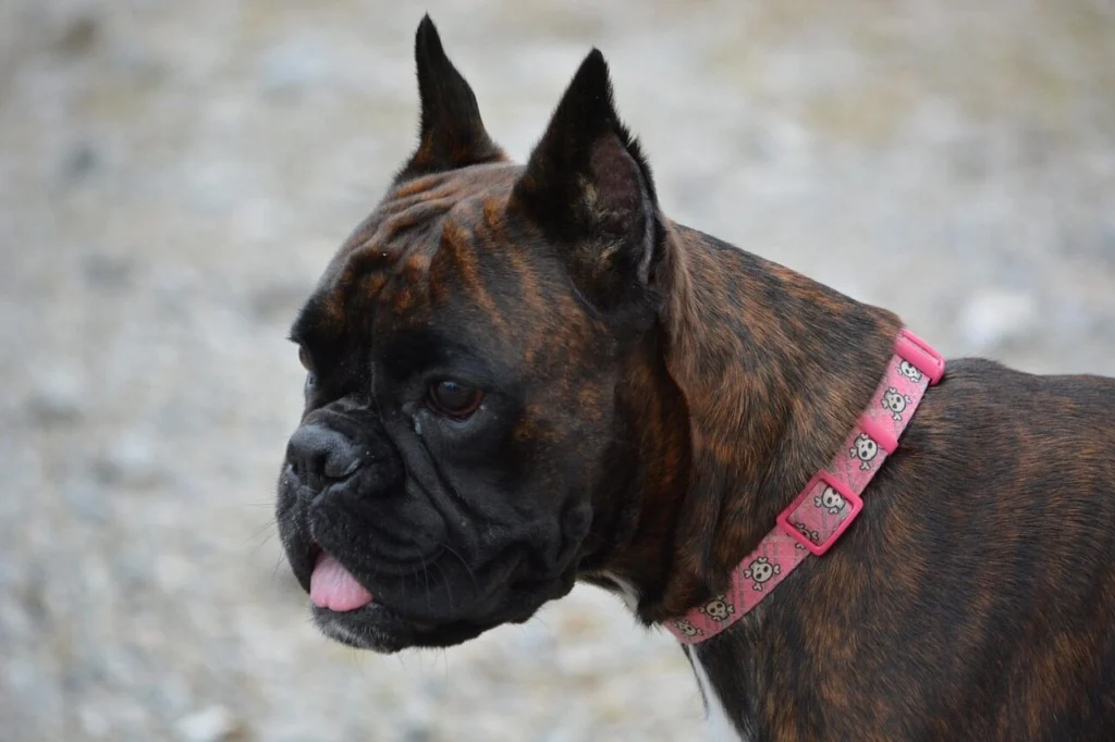 cachorro boxer