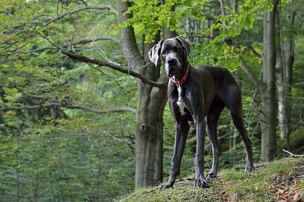 cachorro dogue alemão