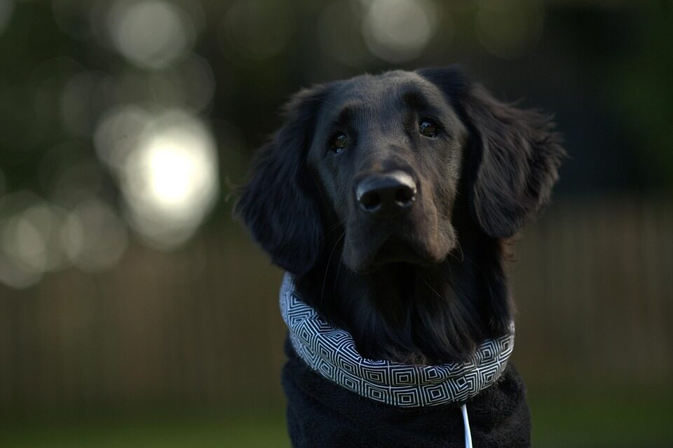 cachorro Flat-coated retriever