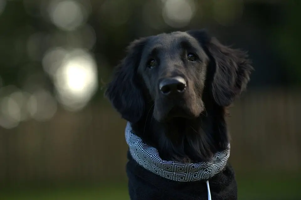 cachorro Flat-coated retriever