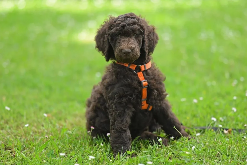 cachorro híbrido de poodle