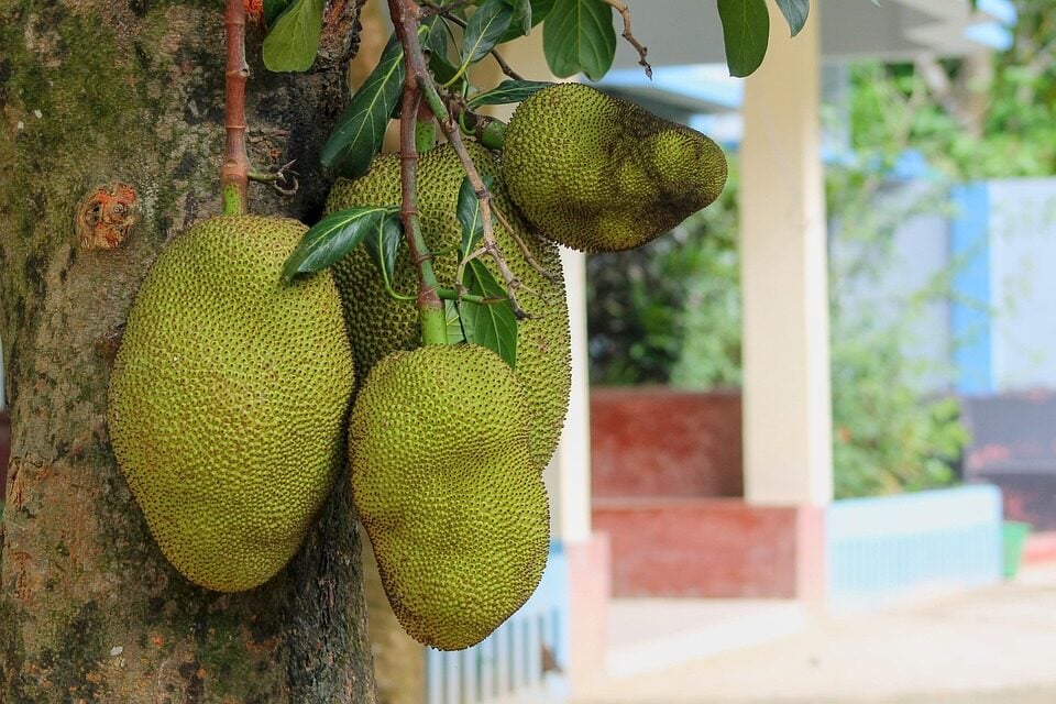 jaqueira é tida por muitos como a pior árvore frutífera para ter no quintal de casa