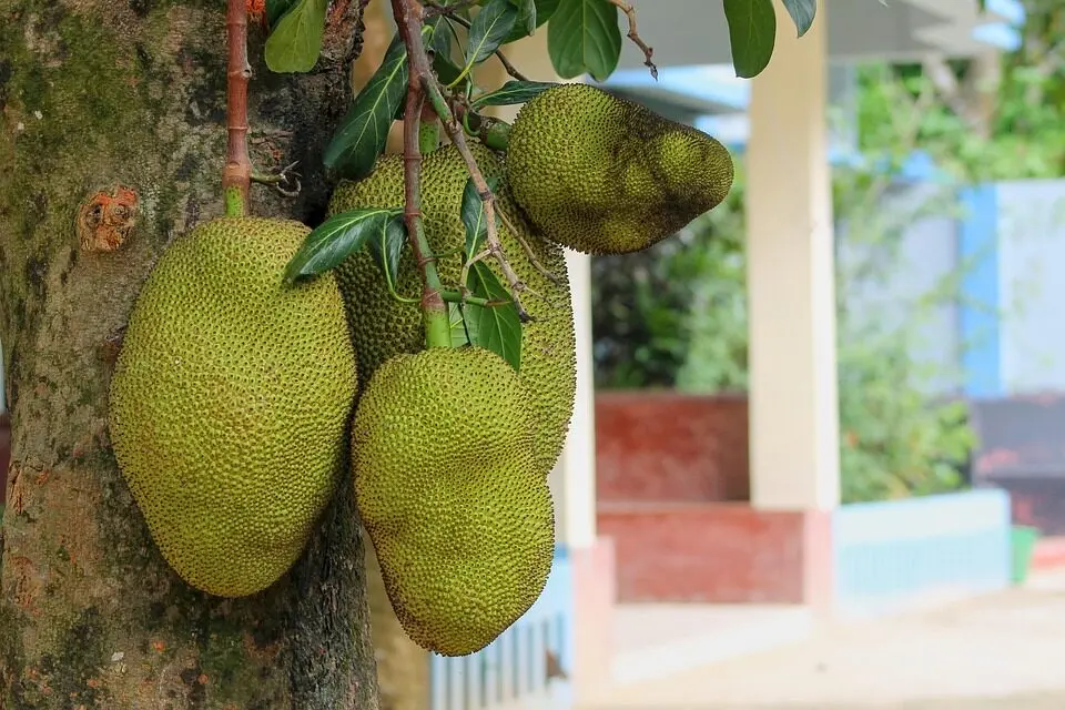 jaqueira é tida por muitos como a pior árvore frutífera para ter no quintal de casa