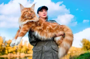 maine-coon