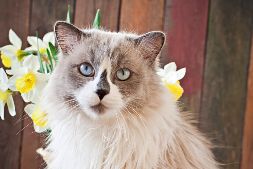 Ragdoll cat breed and a vase of narcissus on a wooden background