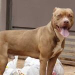 19-06-20-ataque-pit-bull-joao-pinheiro