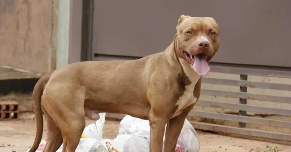 Ataque de pitbull assusta moradores de Perdizes; o que diz a lei