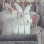 70039685-5xswxbg6pzoilolg7apgfo5xom