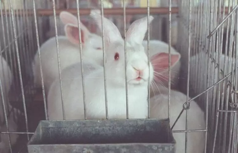 70039685-5xswxbg6pzoilolg7apgfo5xom