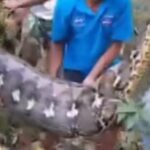 Captura de tela 2025-07-07 092522