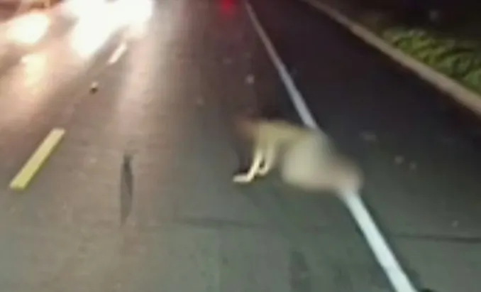 O-Corpo-de-Bombeiros-removeu-o-homem-do-local-e-o–01002093-0-202507041844-ScaleDownProportional