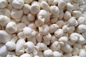 Queijarias de ouro: melhor queijo do Paraná é da região