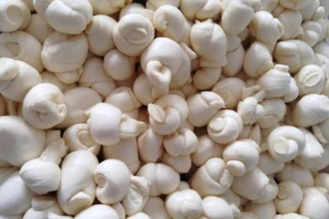 Queijarias de ouro: melhor queijo do Paraná é da região