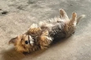 cachorro-raptado-colombo-960×480.jpg (1)