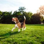 Funny happy beagle dog walking, playing in park.
