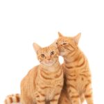 Closeup shot of one ginger cat licking the other isolated on a white background